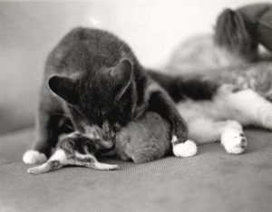 Mother cat with kittens
