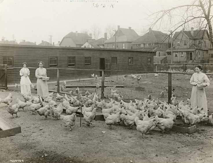Three women stand facing the camera with baskets of chicken feed in their hands. Chickens surround them on the ground.