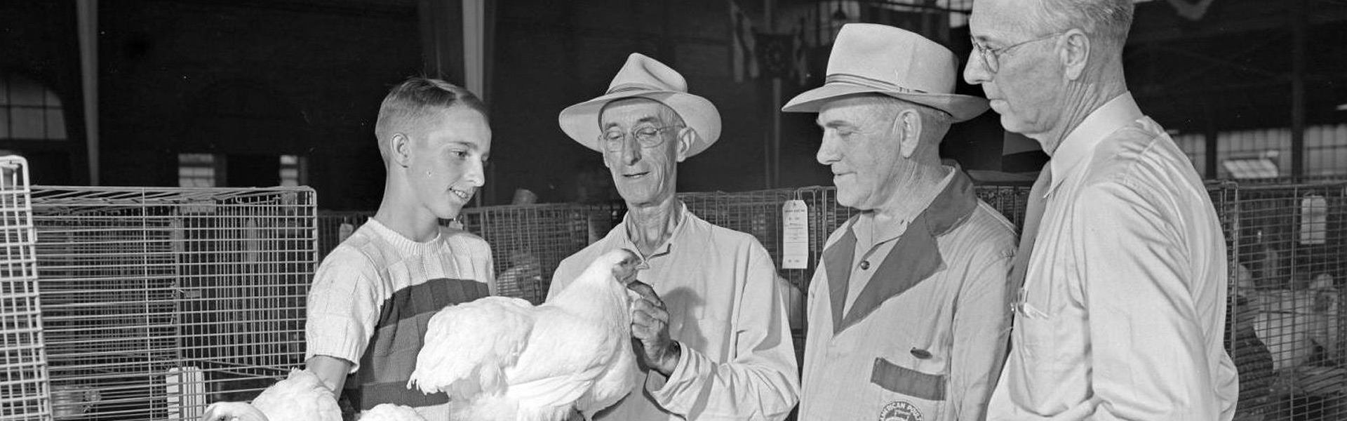 Chicken judging at State Fair, 1950